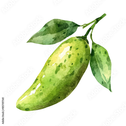 Finger Lime, watercolor vector depicting playful antics, isolated on a white background.
