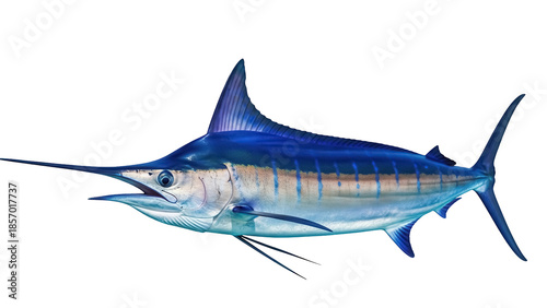 Fotografía Striking blue marlin PNG isolated on transparent background, majestic sea creatu