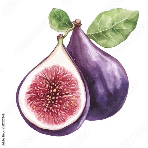 Fig, watercolor painting with colorful accents, isolated on a white background.
