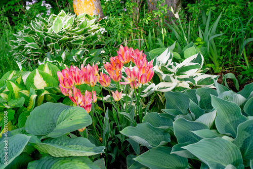 Pretty pink tulips blooming in a hosta garden.