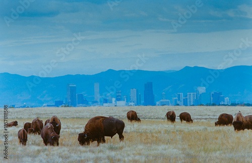 American Bison