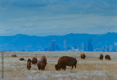 American Bison