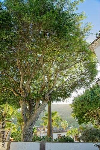 View in Icod de los Vinos
