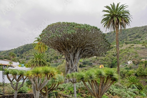 Dragon Tree Park, Tenerife