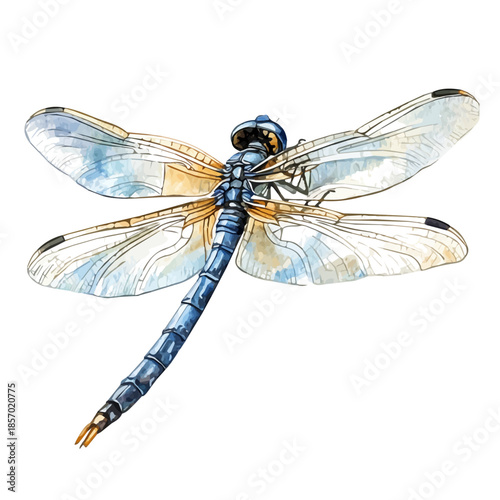 Dragonfly, watercolor illustration featuring soft shadows and luminous, isolated on a white background.