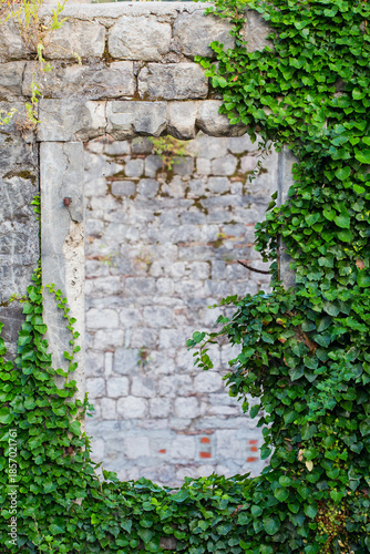 Closeup of ivy growing on an old stone wall