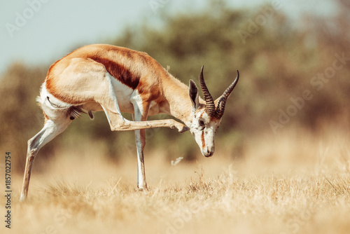 Springbok