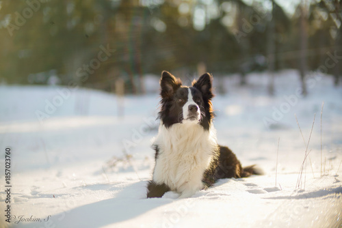 Schilderij op canvas The bordercollie Nala