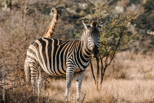 zebra in the wild