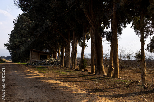 Rural Structure Along a Pine Tree Line