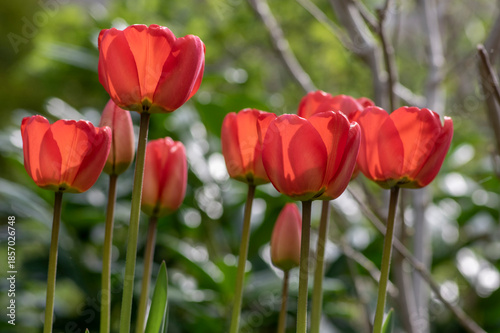 Dark bright red color country Darwin tulips in bloom, bouquet of springtime flowering plants in the ornamental garden