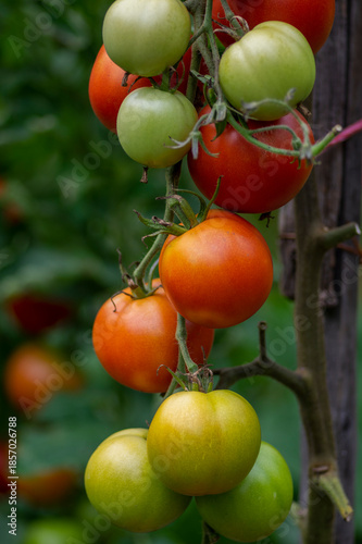 Wallpaper Mural Red and green ripening edible tomatoes fruits hanging on tomato plant, tasty and healthy lifestyle ingredient for cooking Torontodigital.ca