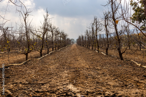 Leafless Orchard Trees on a Sunny Winter Day
