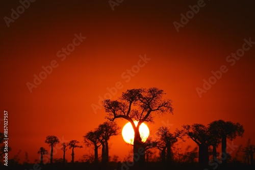 Coucher de Soleil des Baobabs
