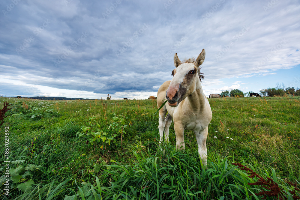 Fototapeta premium A small light-colored foal grazes in a grassy meadow against a cloudy landscape.