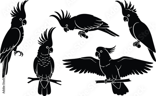 Silhouette vector set close up five cockatoos perched flying with raised crests one looking at camera isolated white background bold high contrast minimal icon style collection