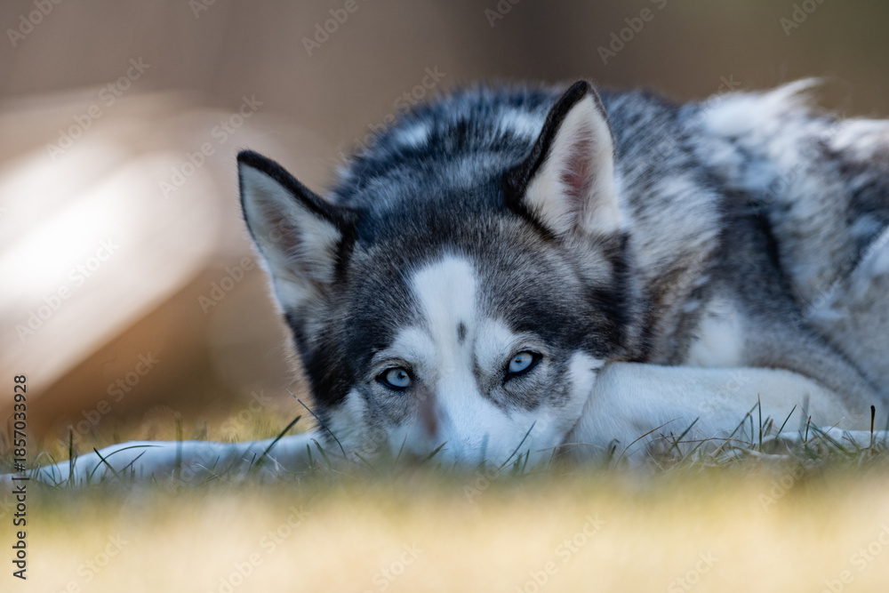 Fototapeta premium Siberian husky lying down in the summer