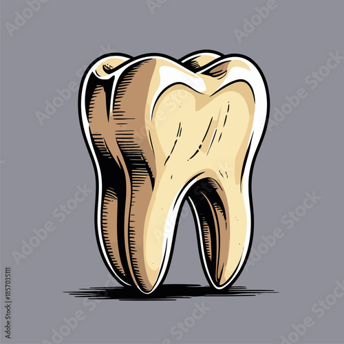 vector image of a human tooth