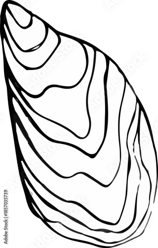 Vector illustration of a shell. A stylized illustration in the graphic style of linocut, with bold outlines and thin shading on a white background.