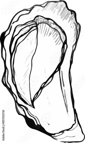 vector illustration of an oyster. A stylized illustration in the graphic style of linocut, with bold outlines and thin shading on a white background.