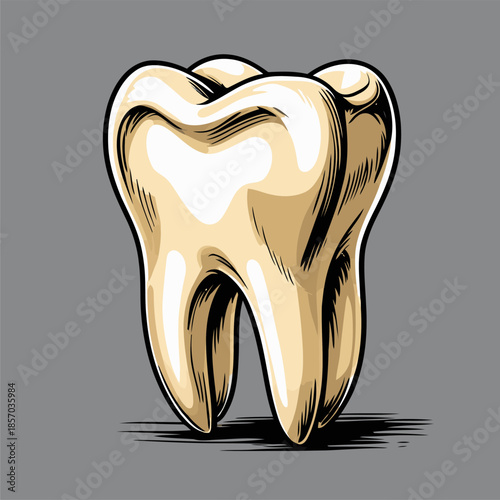 vector image of a human tooth