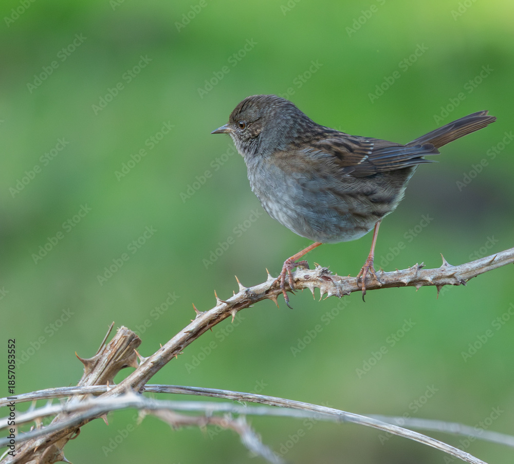 Fototapeta premium Cold winter morning observing warblers, goldfinches, dunnocks, wrens, robins....!