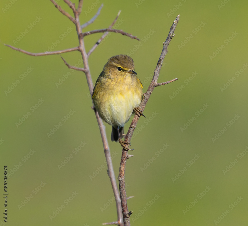 Obraz premium Cold winter morning observing warblers, goldfinches, dunnocks, wrens, robins....!