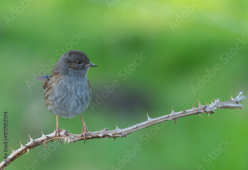 Cold winter morning observing warblers, goldfinches, dunnocks, wrens, robins....!