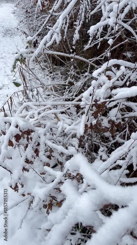 Snowy Forest Path in Winter Landscape