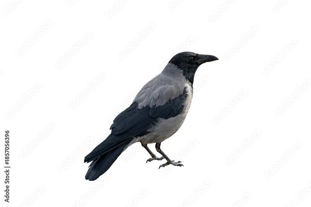 Fototapeta premium grey crow close-up, island, clipping outline. wildlife, birds, ornithology.