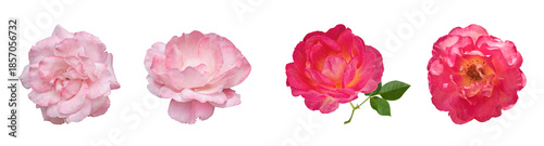 Arrangement of pale and deep roses, Set of individual roses with varied shades and accompanying leaves, Collection of isolated roses with contrasting colors and foliage suitable for design mockups