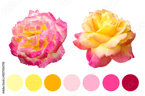 Rose palette showcase, Pink and yellow roses with design elements included, Bright pink and yellow roses on white backdrop with design features suitable for branding and advertising campaigns
