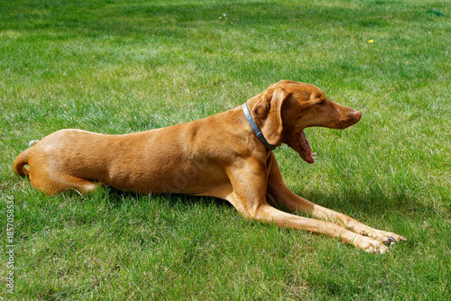 Fototapeta kuchenna Vizsla odpoczywa w ogrodzie