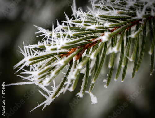 Closeup of a ice frosted evergreen bough