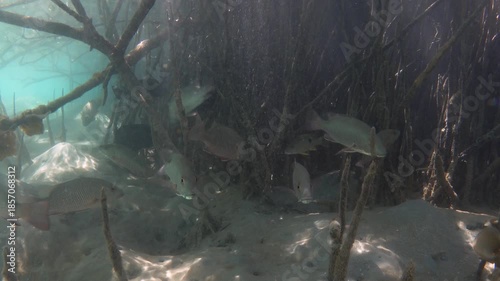 Wallpaper Mural Group of mangrove red snapper fish in the mangrove roots Torontodigital.ca