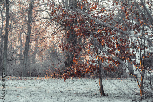 A very frosty but snowless sunrise in the park in Słębowo near Żnin, Pałuki region.