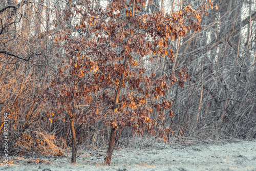 A very frosty but snowless sunrise in the park in Słębowo near Żnin, Pałuki region.