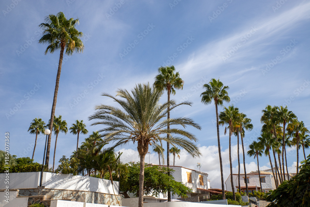 Fototapeta premium Canary Island Date Palms and California fan palm, against residential, holiday houses in Playa del Inglés, Spanish island, Gran Canaria, Canary archipelago. Native to Mexico, US, Canary Islands.