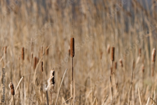 Broadleaf Cattail (Typha latifolia) seed heads standing in a dry reedbed.