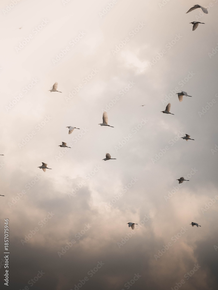 Fototapeta premium Flock of Birds Flying in Soft Cloudy Sky