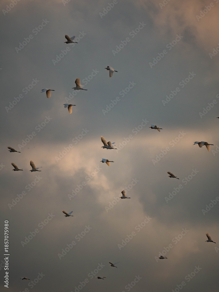 Fototapeta premium Birds Flying Together Under Dramatic Sky