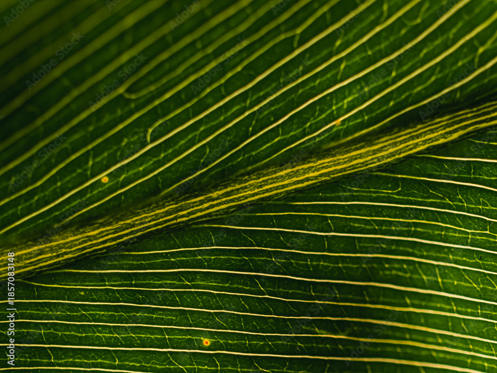 custom made wallpaper toronto digitalGreen leaf