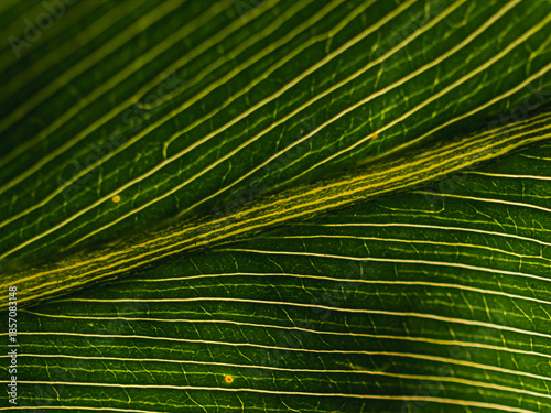 Green leaf