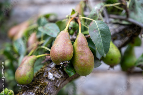 Green tree with hanging unripe organic Conference pear fruits in old French village