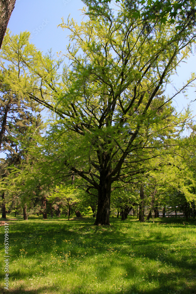 Obraz premium 京都御所