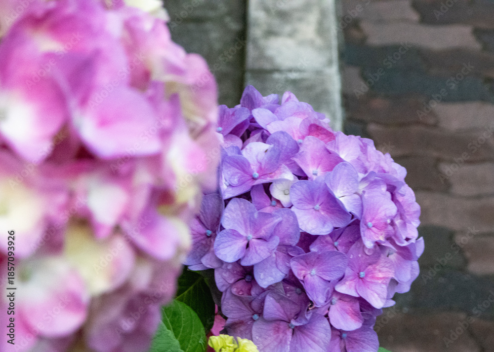 Fototapeta premium 紫とピンクの紫陽花、梅雨の日のクローズアップ