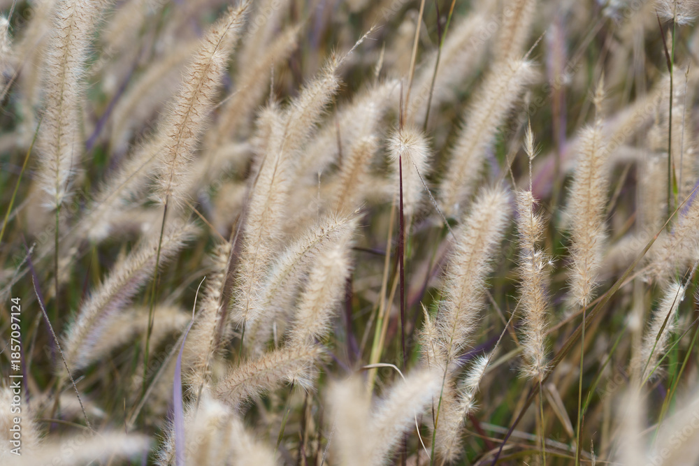 Fototapeta premium Graminea 1