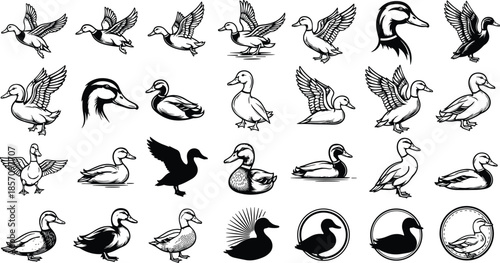 Diverse black and white duck illustrations in various poses and styles