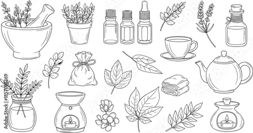 Herbal medicine and tea ingredients illustration set