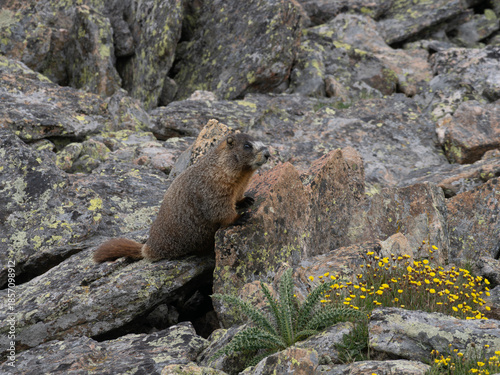 Yellow-Bellied Marmot Standing on a Granite Rocky Outcrop in Rocky Mountain National Park, Colorado